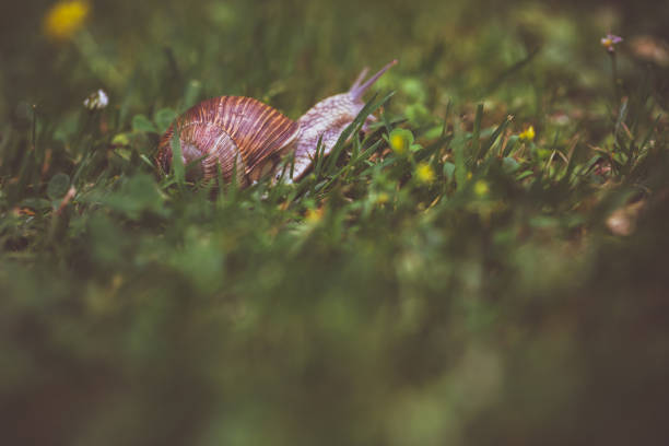 caracol da borgonha na grama verde - snail environmental conservation garden snail mollusk - fotografias e filmes do acervo