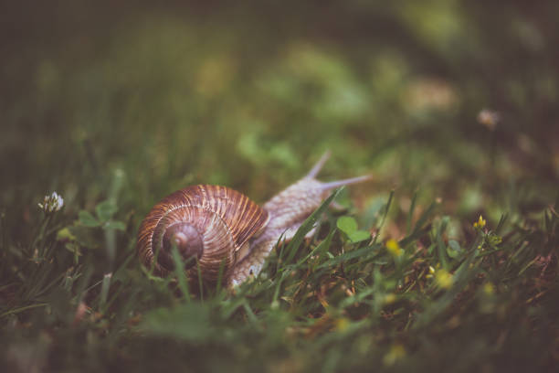 caracol da borgonha na grama verde - snail environmental conservation garden snail mollusk - fotografias e filmes do acervo