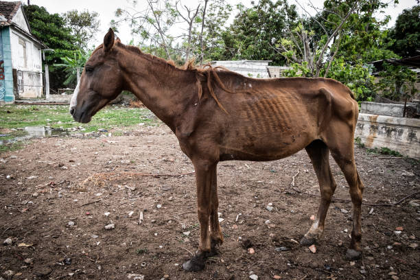 istock Skinny dying Horse 819720672