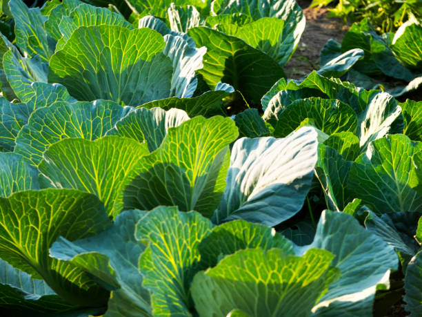 istock In a small ecological home garden with vegetables 819720932