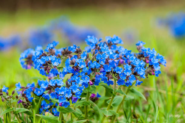 istock Pulmonaria obscura, 819723410