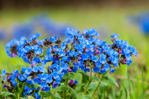 istock Pulmonaria obscura, 819723528