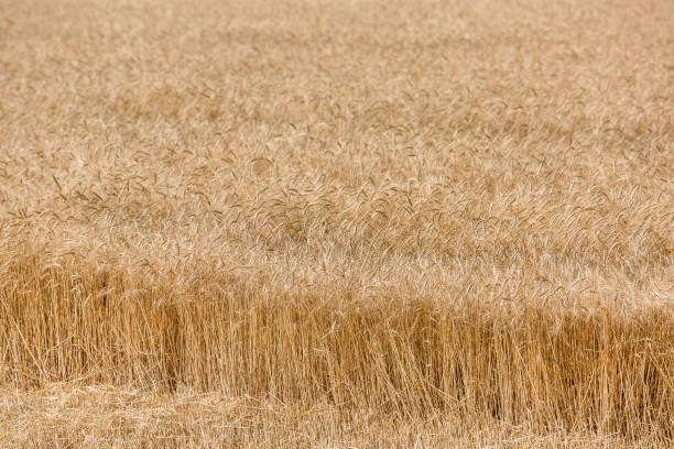 istock field ripe ears of wheat. 819737760