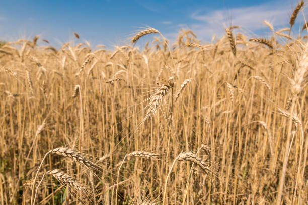 istock field of wheat against the sky. 819737932