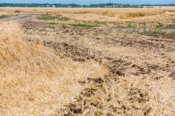 istock field of wheat against the sky. 819738322