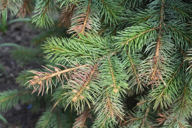 istock Sun scald on evergreen tree. Discolored  blue spruce needles. Winter injury. 819738352