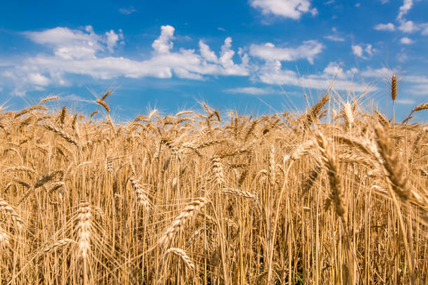 istock field of wheat against the sky. 819738388