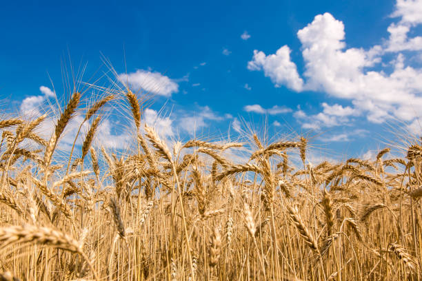istock field of wheat against the sky. 819738602