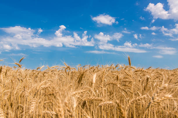 istock field of wheat against the sky. 819739996