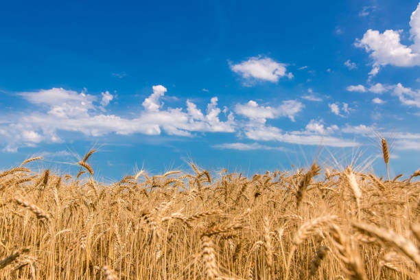 istock field of wheat against the sky. 819742888