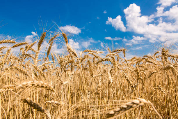 istock field of wheat against the sky. 819743116