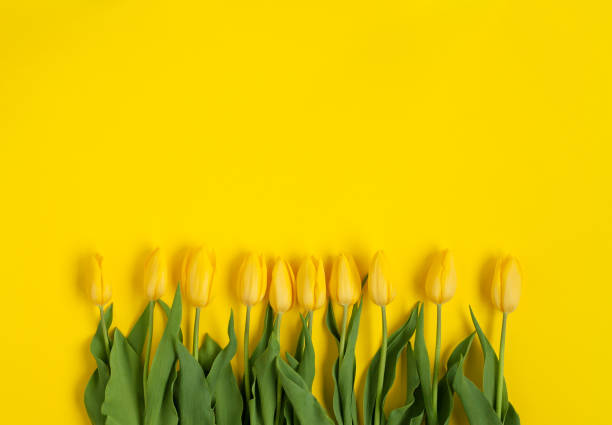 istock Row of yellow tulips on yellow 819743458