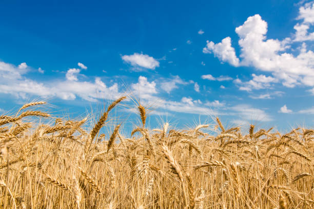 istock field of wheat against the sky. 819744060