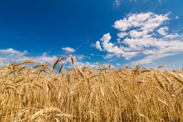 istock field of wheat against the sky. 819744342