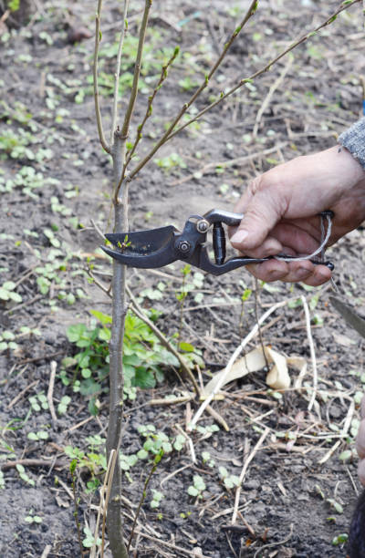 istock Preparing Apple Tree Branch for Grafting with Knife. Grafting Fruit Trees Step by Step. Grafting Trees - How to Graft a Tree. 819744620