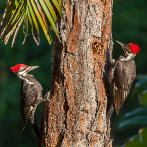 istock Two Pileated Woodpeckers (Dryocopus pileatus) Chipping Away On a Pine Tree 819744900