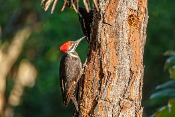 istock Two Pileated Woodpeckers (Dryocopus pileatus) Chipping Away On a Pine Tree 819744964