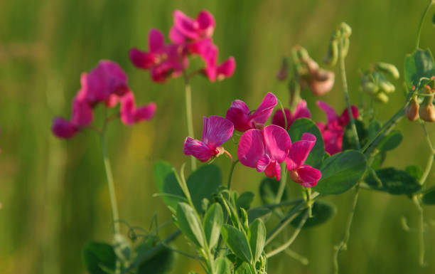 vicia cracca - rosids imagens e fotografias de stock