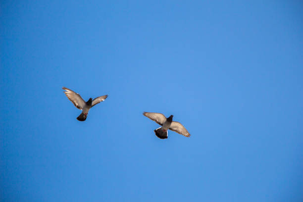 istock Twin pigeons flying in  air 819748378