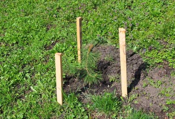 istock Pine Tree Sapling Planting with with Wooden Stakes in  springtime. 819762202