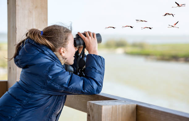 Girl watching through binoculars Young girl bird watching bird watching stock pictures, royalty-free photos & images