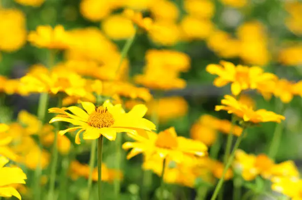 Yellow flowers with soft focus. Yellow flowers with colorful soft background. Rudbeckia are commonly called coneflowers and black-eyed-susans.