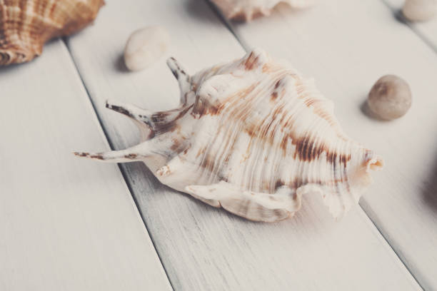 istock Seashell closeup on white wood, sea vacation background 819767820