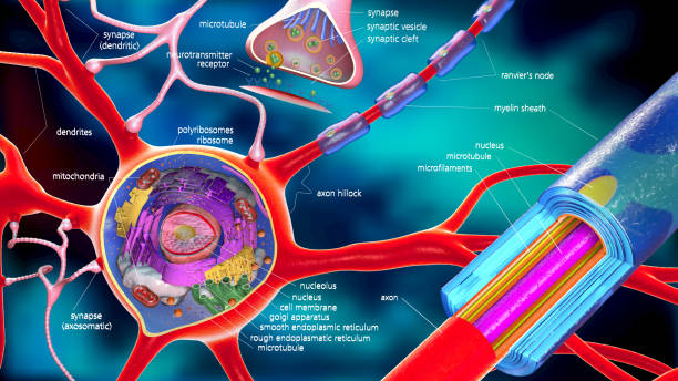 ilustração 3d colorida de um neurônio e a célula-edifício com descrições - esquema de neurónios - fotografias e filmes do acervo