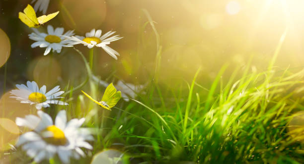 istock art abstract spring background or summer background with fresh flowers and butterfly 819771274