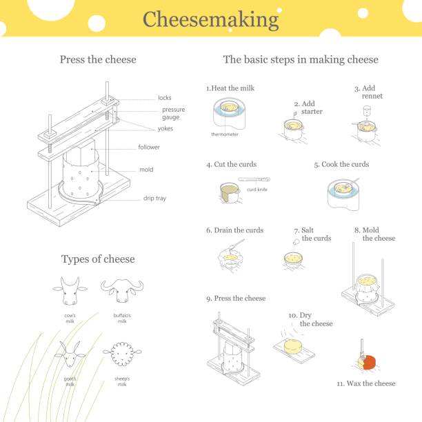 eine informative darstellung des produktionsprozesses klassische traditionelle käse. drücken sie für käse. - quark stock-grafiken, -clipart, -cartoons und -symbole