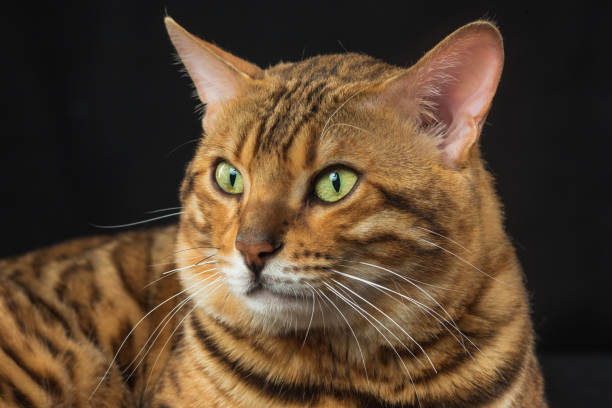istock The gold Bengal Cat on black background 819781418