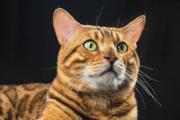 istock The gold Bengal Cat on black background 819781760