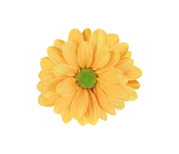 istock Yellow beautiful daisy flower isolated on white 819781834