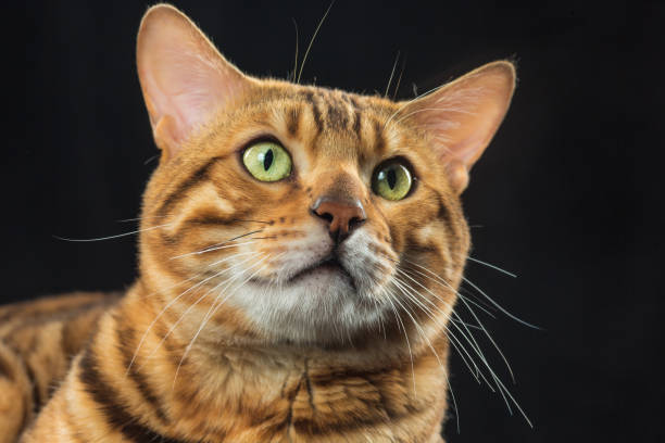 istock The gold Bengal Cat on black background 819782190