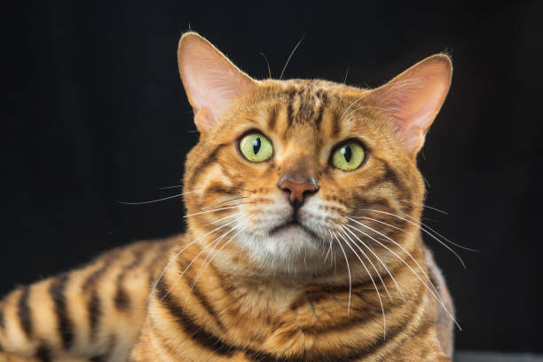 istock The gold Bengal Cat on black background 819786666