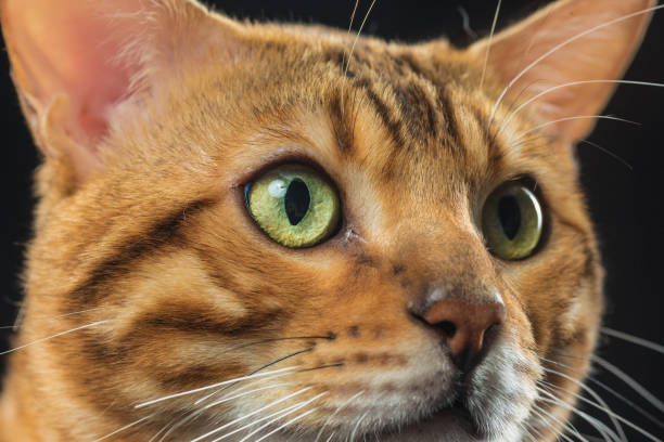 istock The gold Bengal Cat on black background 819786998