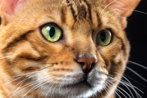istock The gold Bengal Cat on black background 819787338