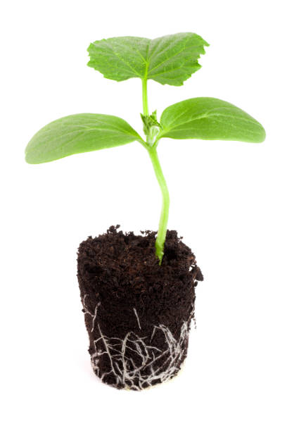 istock Cucumber seedling in soil isolated on white background 819787482