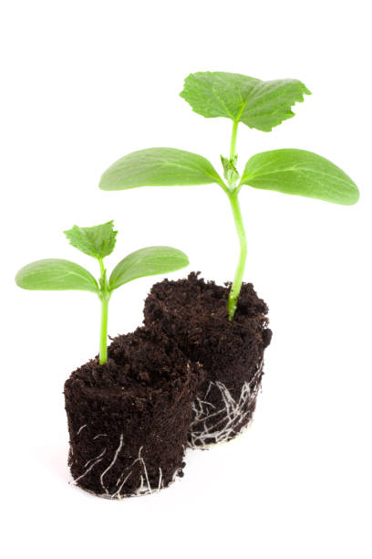 istock Cucumber seedling in soil isolated on white background 819787592