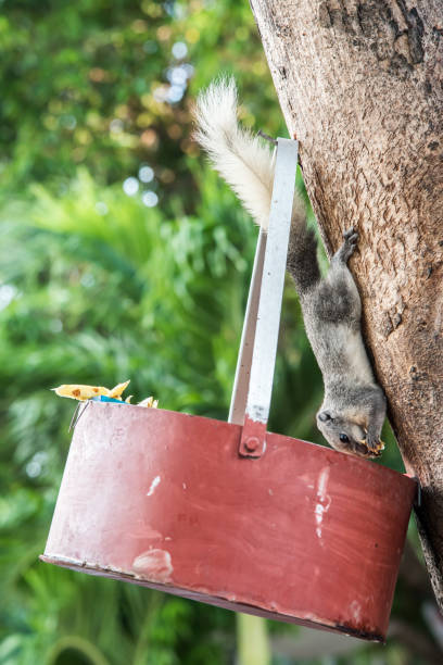 istock squirrel, animal and pet in park 819792678