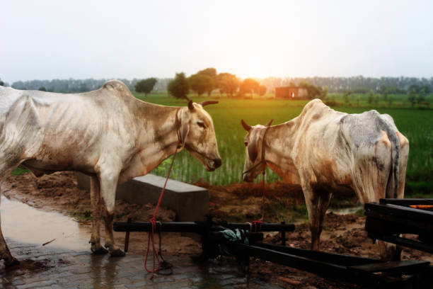 Two bullock standing near the green field Two bullock standing near the green field over sunset. bullock cart india stock pictures, royalty-free photos & images