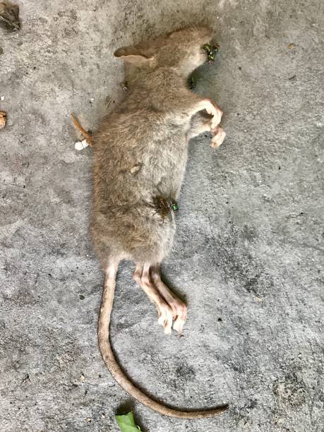 rat mouse dead in the street - dead animal mouse dead body death imagens e fotografias de stock