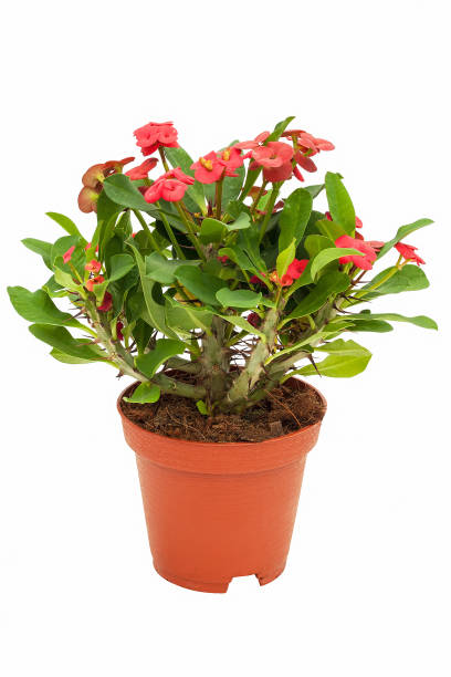 istock Begonia in flowerpot isolated on white background 819799918
