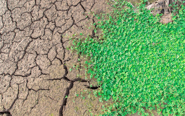 istock Cracked dry land without water.Abstract background. 819804630