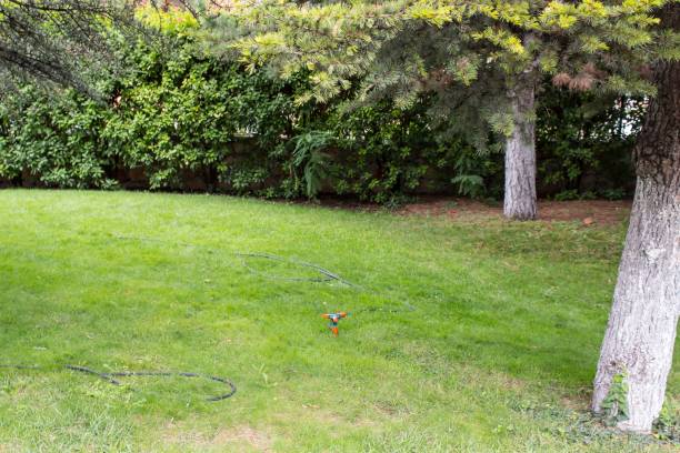 istock grass lawn sprinkler - stock image 819805346