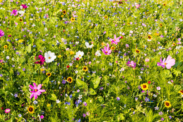 istock A beautiful flower meadow 819805450