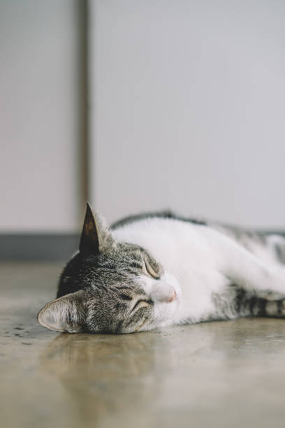 istock A Thai cat with gray and white color 819810648