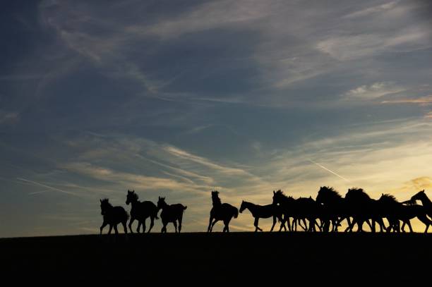 istock Group of horses at the horizon 819812818