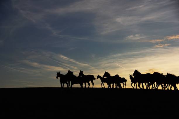 istock Group of horses at the horizon 819812820