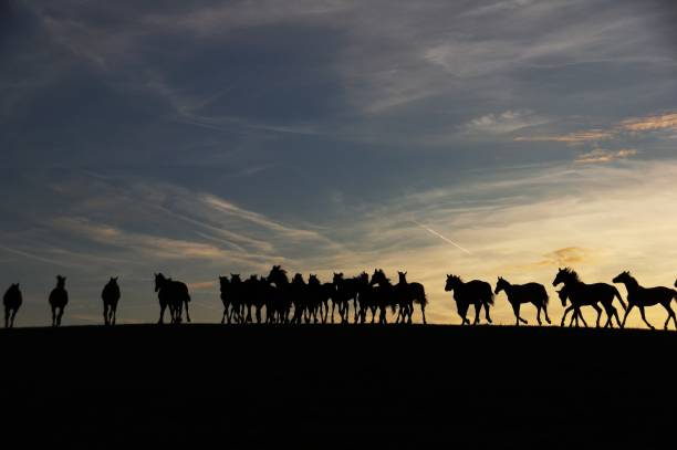 gruppe von pferden am horizont - vapor trail sky night sunset stock-fotos und bilder